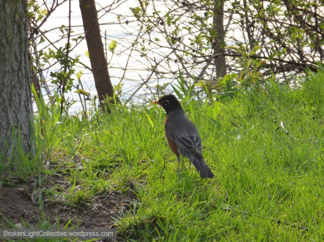 Winsome Robin Redbreast wm