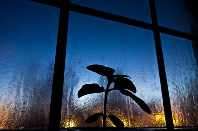 Window-of-opportunity