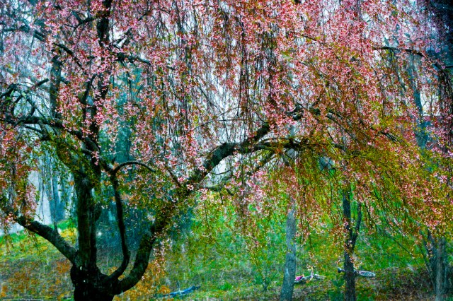 Weeping Cherry Tree_3421578500_l